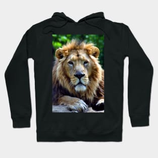 Asiatic Lion Panthera Leo Persica Big Cat Male Hoodie